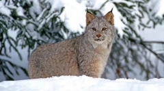 Lynx: zaujímavé fakty o divokej mačke